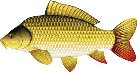 23 Free Fish Clipart Common Carp Fish Clipart Image Of Fish | Images and Photos finder