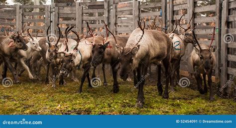 Reindeer herding stock image. Image of antler, food, divide - 52454091