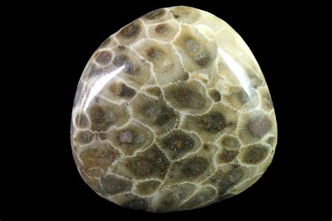 2.7" Polished Petoskey Stone (Fossil Coral) - Michigan For Sale ...