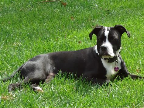 Black Pitbull Lab Boxer Mix