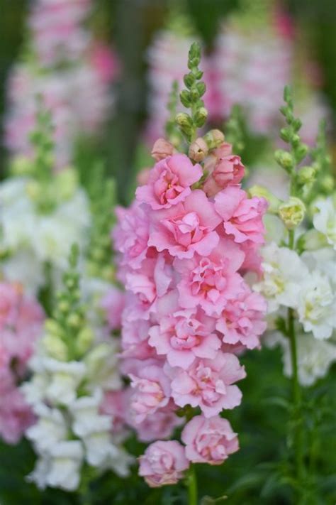 23 Most Beautiful Snapdragon Varieties | Balcony Garden Web