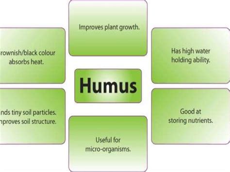 Process of humus formation