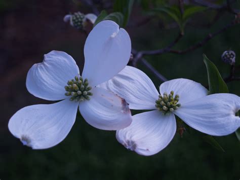 Dogwood Tree Berries Poisonous To Dogs