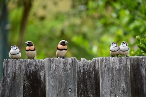 The Finch Family - Australian Photography