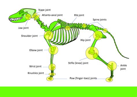 Complete guide to Dog joint anatomy - Animal Hackers