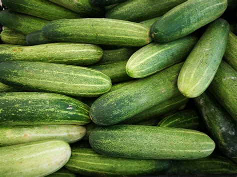 Your guide to growing cucumbers in a greenhouse