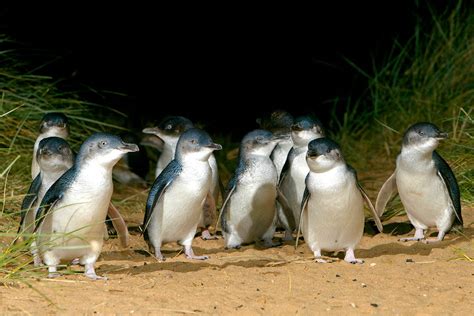 Phillip Island Penguin Parade: the day we saw 613 penguins | Atlas & Boots