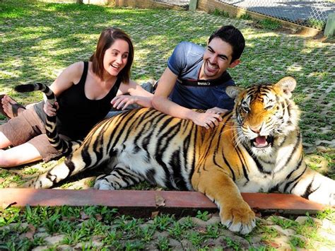 Tiger Kingdom Tour Phuket Nature & Wildlife Areas • Zoos