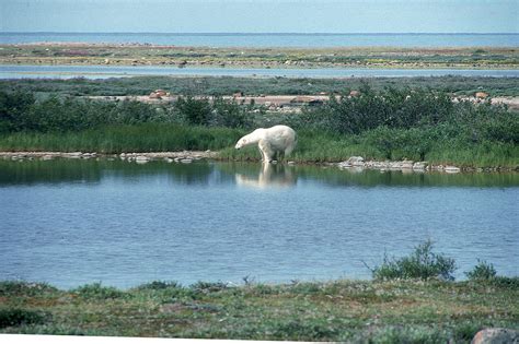 Polar bear on tundra Photograph by Winston Fraser | Fine Art America