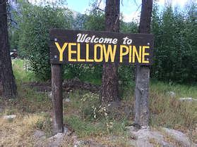 Yellow Pine | Yellow Pine Music and Harmonica Festival