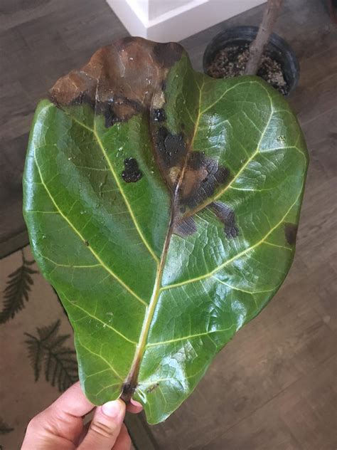 What Causes Brown Spots on Fiddle Leaf Fig Leaves & How To Treat It ...