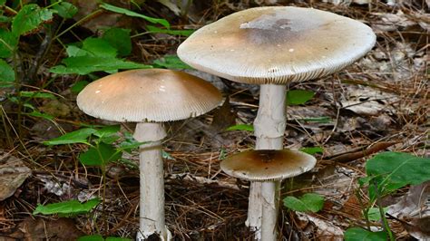 Fatal legacy of mistaken death cap mushroom | Daily Telegraph