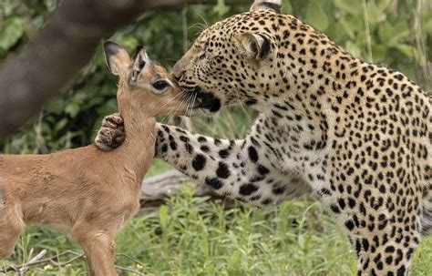 VIRAL: Amistad entre bebé impala y leopardo termina mal | El Siglo de Torreón