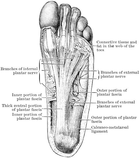 Nerves of the Foot | ClipArt ETC