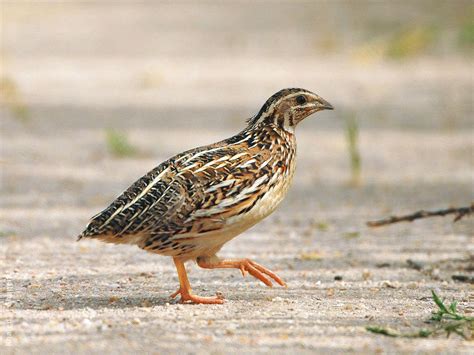 Common Quail | KuwaitBirds.org