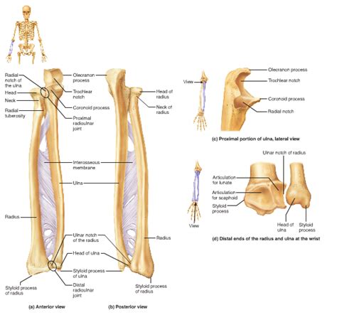 Olecranon Process