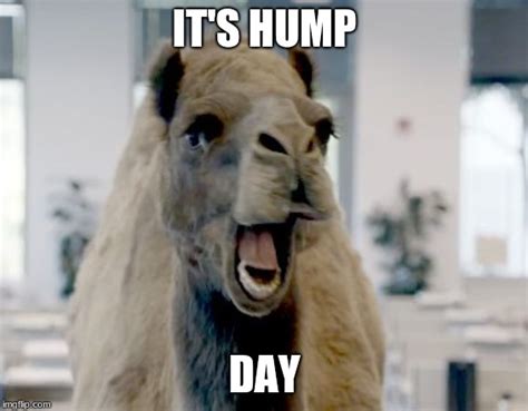 Geico camel hump day Memes - Imgflip