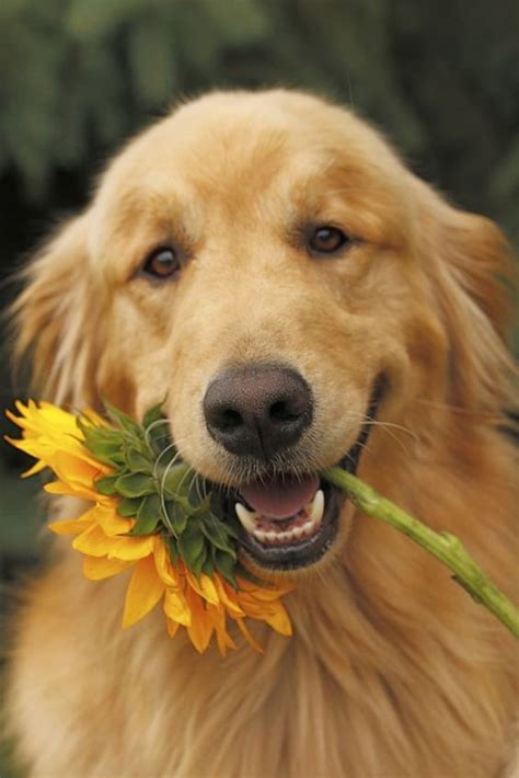 20 Smiling Golden Retrievers That Will Melt Your Heart | The Paws ...