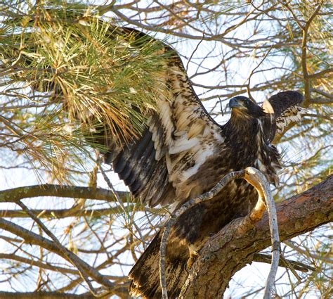 Magnificent bald eagle fledgling lands in the nest tree. | Flickr