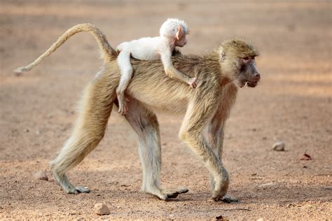 A discussion of white baboon babies in the Luangwa Valley | with Edward Selfe