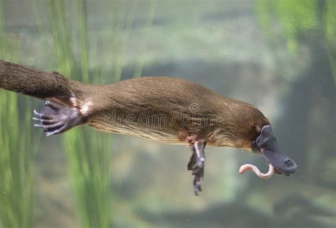 948 Platypus Stock Photos - Free & Royalty-Free Stock Photos from ...