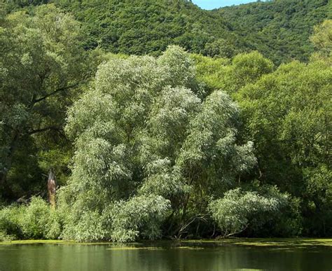 British Trees Identification Picture Quiz of Alder, Holly, Beech