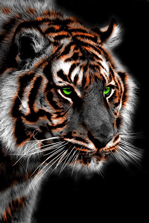 Tiger Picture Hd Wallpaper - Infoupdate.org