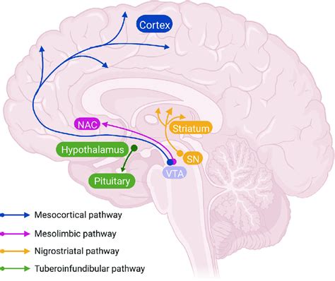 Dopaminergic pathways in the brain. Dopaminergic pathways in the brain... | Download Scientific ...