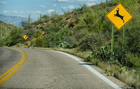 Deer Crossing Sign: What Does it Mean?