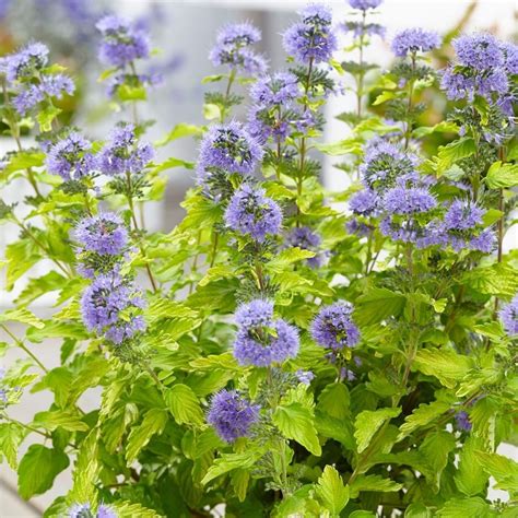 Buy bluebeard Caryopteris × clandonensis 'Hint of Gold ('Lisaura') (PBR)'