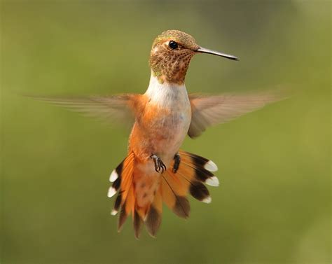 Arizona Hummingbirds - wildlifephotography