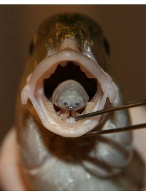 Tongue Parasites to People of Earth: Thank You For Your Overfishing