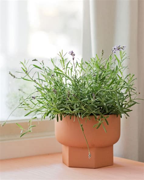 How to Grow Lavender Indoors | Indoor lavender plant, Growing lavender ...