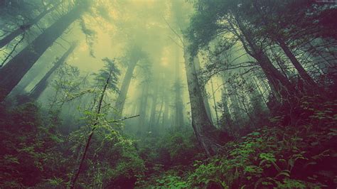 3840x2160px | free download | HD wallpaper: green, forest, 4k, threes ...