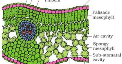 BIOLOGISTIC!: ANATOMY OF DICOT LEAF!