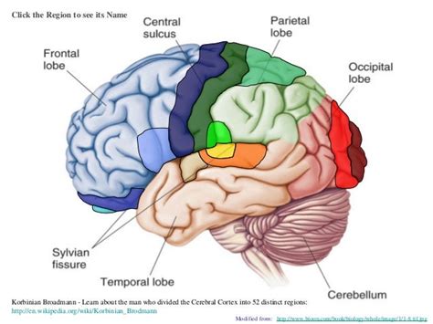 Irresti: Cortical Anatomical Regions