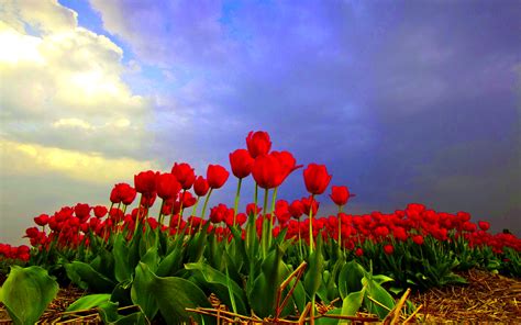 Tulip Fields wallpaper | 1920x1200 | #55462