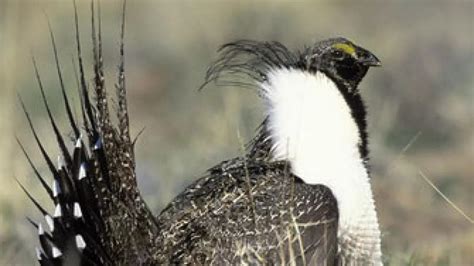 Saving Sage Grouse: A misplaced blame game on Nevada's predators