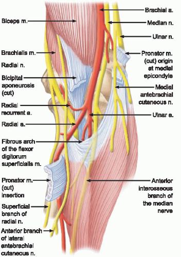 Basics of Elbow Arthroscopy: Positioning, Setup, Anatomy, and Portals | Musculoskeletal Key