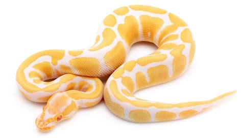 Albino Ball Python Care, Colors, Morphs, Breeding & Price - More Reptiles