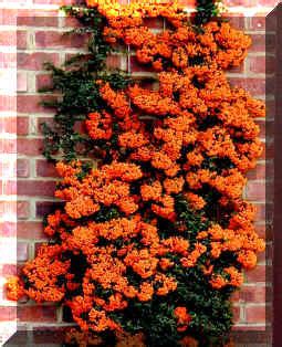 Pyracantha Firethorn Cultivation, Planting, Care, Training, hedge ...