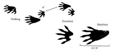 Raccoon Tracks: Identifying Raccoon Footprints | Cape Cod