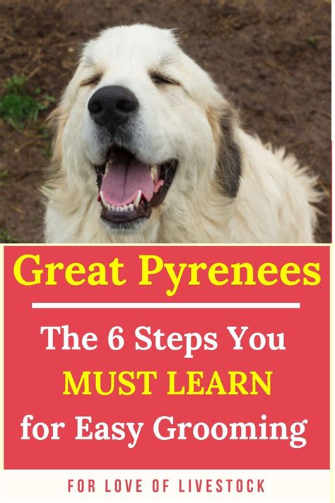 6 Steps for Easy Great Pyrenees Grooming | Great pyrenees dog, Great ...