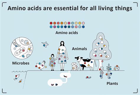 What Are Amino Acids? | Amino Acids Explained | Amino Acids | Ajinomoto ...