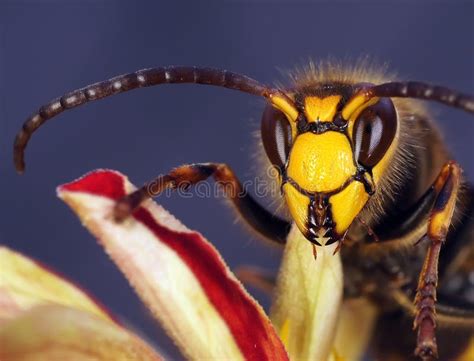 Hornet close up stock image. Image of nature, portrait - 60300381