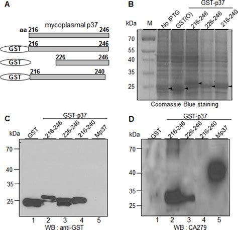 CA279 recognizes the residues 226–246 of the p37 protein. (A) Schematic ...