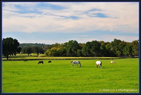 Ocala, Central Florida & Beyond: Horse farms & thoroughbreds - Ocala ...