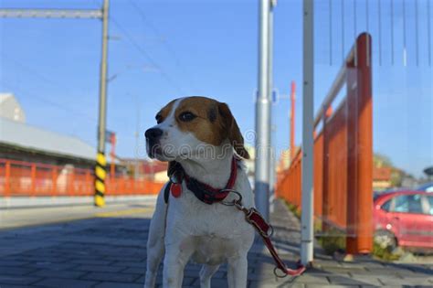 A Dog Waits for His Owner at the Train Station. the Concept of Loyalty, Abandonment and Canine ...