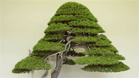 How To Take Care Of A Juniper Bonsai - Juniperus Bonsai Care Bonsaischule Wenddorf / How to ...