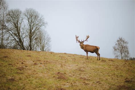 Brown Deer on Grass Field · Free Stock Photo